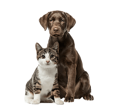 <br />
<b>Notice</b>:  Undefined index: alt in <b>/var/www/pines.yourpetsvets.com/html/wp-content/themes/yourpetsvets/framework/class-theme-shortcode.php</b> on line <b>70</b><br />

